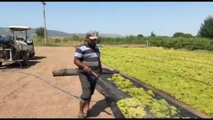 Üzüm Üreticileri TMO’nun Fiyat Açıklamasını Bekliyor