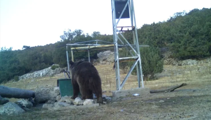 Manisa’da Fotokapan ile Ayı Görüntülendi